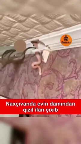 Naxçıvanda evin damından qızıl ilan çıxıb. #bakues #bakuesaz 