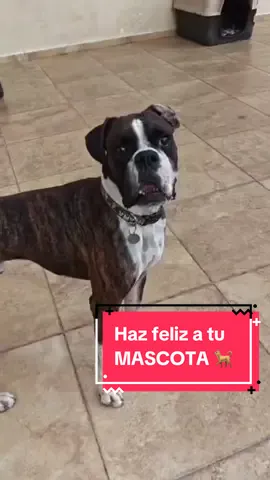 ¿Quieres hacer feliz a tu mascota? Consigue este increíble juguete de @Momovida @MOMOVIDA 😍