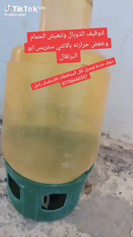 #الشعب - الصيني - ماله-حل #Fyp#ExpLOD #جناية الحمام الزاجل#جنايةالحمام الحمر #مربين الدجاج #فناجس #كوكتيل #طيور حب #مربين الدجاج الهراتي #كباتن الحمر