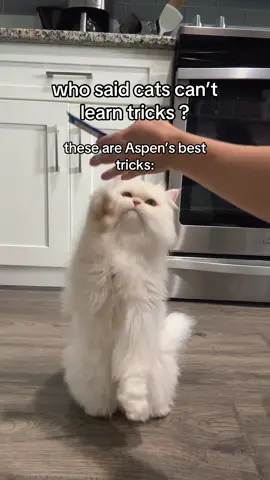 Aspen’s getting the spin down little by little  #catsoftiktok #fyp #cattok #cat 
