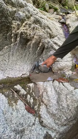 #golddiscovery #goldprospecting #goldcoin #viralvideo #usa #for 