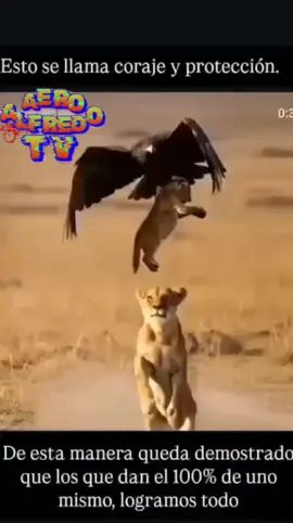 León vs aguila , lion vs eagle, una madre jamás se rinde , Esto se llama coraje y protección, demostrando que cuando das el 100% de uno mismo logramos todo .This is called courage and protection, A mother never gives up. #frasesmotivadoras #parati #nuncaterindas #foryou #neverendingstory @ADN7 @ADN7Ecuadorok @Eckenner Recalde @MarioAmadoZ @Jorge Chamba Oficial @Andres Castillo Maldonado @Nataly Morillo @Maria Jose Pinto 🇪🇨 Ecuador @DanielNoboaOK @mariadelcisnemolina @Angelito.Princesita @derwil @guayaco contesta @IVAN KAVIEDES 🇪🇨⚽NINE⚽🇪🇨 @JaninaRizzo @karolinaduenasok @La Voz derechos humanos gye @MIGUEL MARTIN YCAZA @Mika @Paulina Molina Coro @Steve Villacres Sala @MD June Bohorquez Garces @Zaida Rovira @⋆˚࿔ Boa 𝜗𝜚˚⋆ @Soy Noboista.ec 💜🇪🇨💪 @Libertad 🗽avanza @Valentina Centeno @Dominique Serrano 