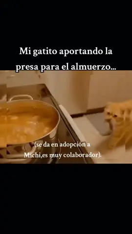 #gatito #michi #f #meme #seguidores 