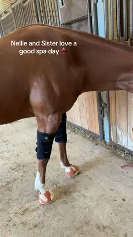 Obsessed with the 70/80° weather here the past few days @XLR8 Equine 