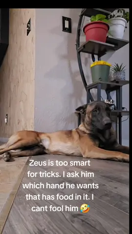 Feeding Zeus is serious business. I ask him which hand he wants that has food in it and he taps it like a smart boy. But when ai opened the other hand, He's like nice try mom 😅 #belgianmalinois #malengator #Zeus #foryourpageofficial #smartdogchallenge 