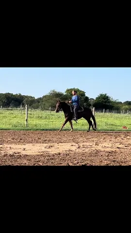 Cash is in his getting broke era 🤣🙌🏼 #coltstarting #aqha #texas #horsetrainer 