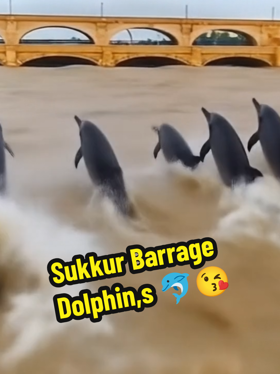 Sukkur Barrage Dolphin,s 🌊🐬 Wow 😱 #sukkurbarrage #sukkur_city_sindh #flood #rain #viralpakistan 