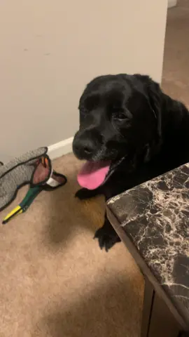 #aspcacommercial #labsoftiktok 