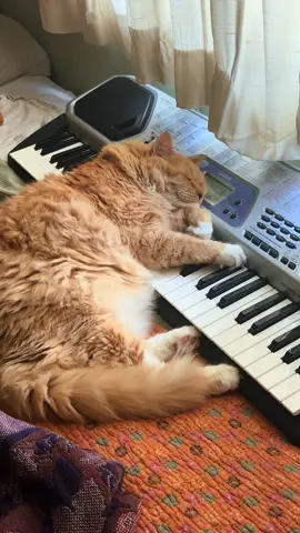 He’s playing the piano foot pedals in his dreams. It is widely accepted that george was a human pianist in a former life. 