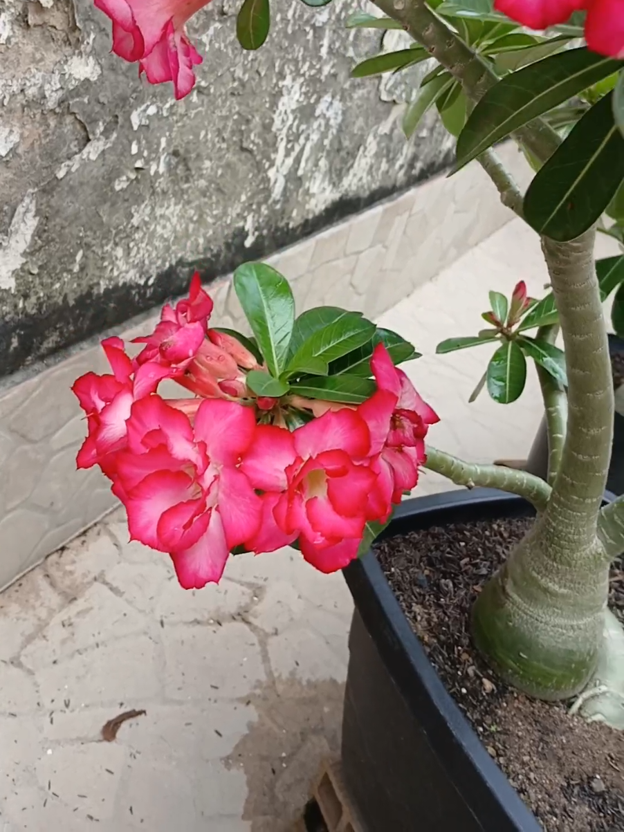 Mais um dia contemplando a beleza das Rosas do deserto 😁🤩🙏! #plantas #jardim #rosa #rosadodeserto 