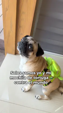 Yo y mi mochila de tortuga contra el mundo 🐢🐾🐶 #itspugbertha #pugs #perros #dogs #mascotas 
