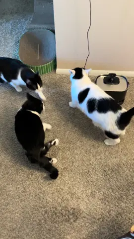 WHERE’S THEIR DINNER!  #pets #cat #meow #funny #tuxedocat 