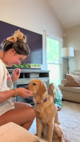 Teaching our golden retriever puppy new tricks 🥹 #goldenretrieverlife #puppylife 
