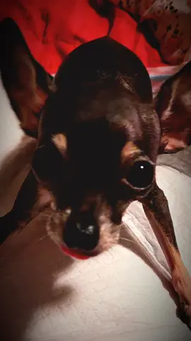 That little tongue gets me every time. Love her so much. #spoiledsweet #littletrixiesworld 