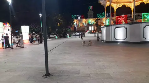 #viraltiktok #zocalodetlapa #perritos que bonito está decorado el zócalo #septiembremesdelapatria🇲🇽 