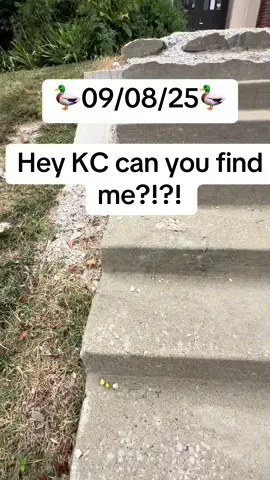 🦆🦆🦆 #kc #dukc #church #highway #duck 