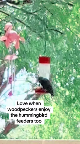 #hummingbird #woodpecker #sharingiscaring #sharing #thebeatles 
