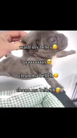 video by:@pibblepan🤤 #fypp #pibble #cleanmybelly #washington 