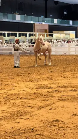 #معرض_الصيد_والفروسية⚔️🐎  #uaehorseland 