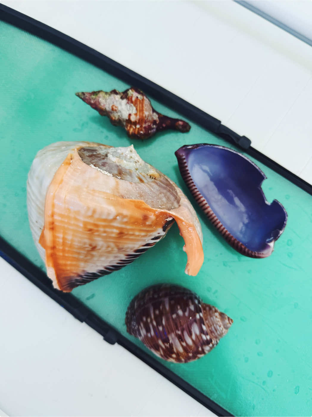 Shelling while lobstering is elite, so many fun finds this day 🐚🦞