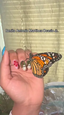 The fact he waited to hatch TODAY right after I got back from PR and seeing @Bad Bunny 🥹 I had him since an egg #Benito #BadBunny #DtMf #Monarca 