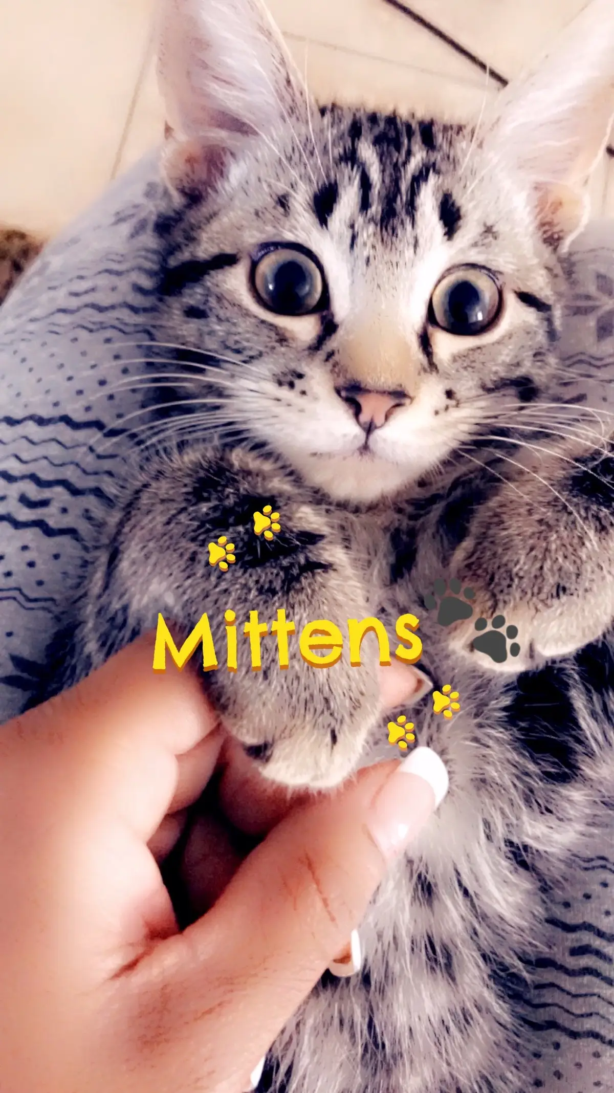 Mittensthecat🐾#cats 