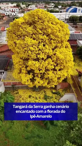 As ruas de Tangará da Serra (MT) se transformaram em um verdadeiro espetáculo da natureza com a chegada da florada do Ipê-Amarelo, árvore-símbolo do Brasil. O registro deslumbrante feito por @wize.imagens mostra como a cidade ganhou um toque especial de cor e beleza nesta época do ano. Considerada uma das espécies mais admiradas do país, o ipê encanta não apenas pela exuberância de suas flores, mas também pela imponência de sua estrutura. Durante o inverno, a árvore perde todas as folhas e permanece desnuda, mas é na primavera que dá seu maior show: cobre-se por completo de flores amarelas intensas, formando uma paisagem de tirar o fôlego. #SerraNews 📲 Siga @serranewsrj