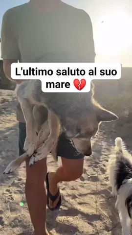 Ha voluto rivedere per l'ultima volta il suo adorato mare prima di volare in cielo. 🥺❤️