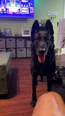 No one sees our posts anymore and I don’t care because my dog is AWSOME. 