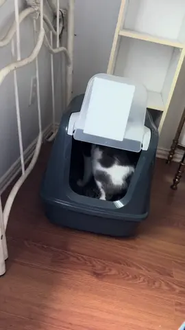 Nothing like a new pet adjusting to adoption. #cat #straycat #adoption 