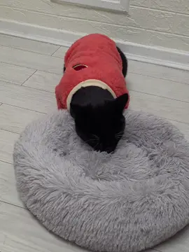 How ADORABLE 😍😍🤩 He usually hates accessories but he actually quite likes this jumper and his red bandana collar from Buddys Pet  Grab your furbaby a cozy sweater using our code COMFYKITTY for 80% OFF🤯 #fyp #tuxedocat #spoiltkitty #catmum 
