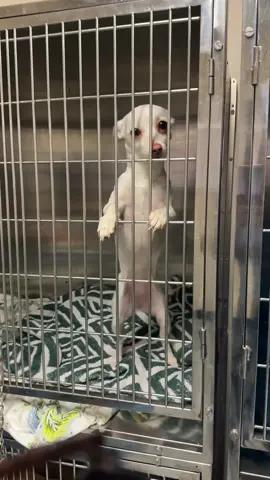 I fell in love today …. ♥️ #animalshelter #dogrescue #fyp #animalwelfare #dogs 
