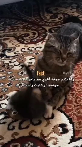 #الشعب_الصيني_ماله_حل😂😂 #ترند 