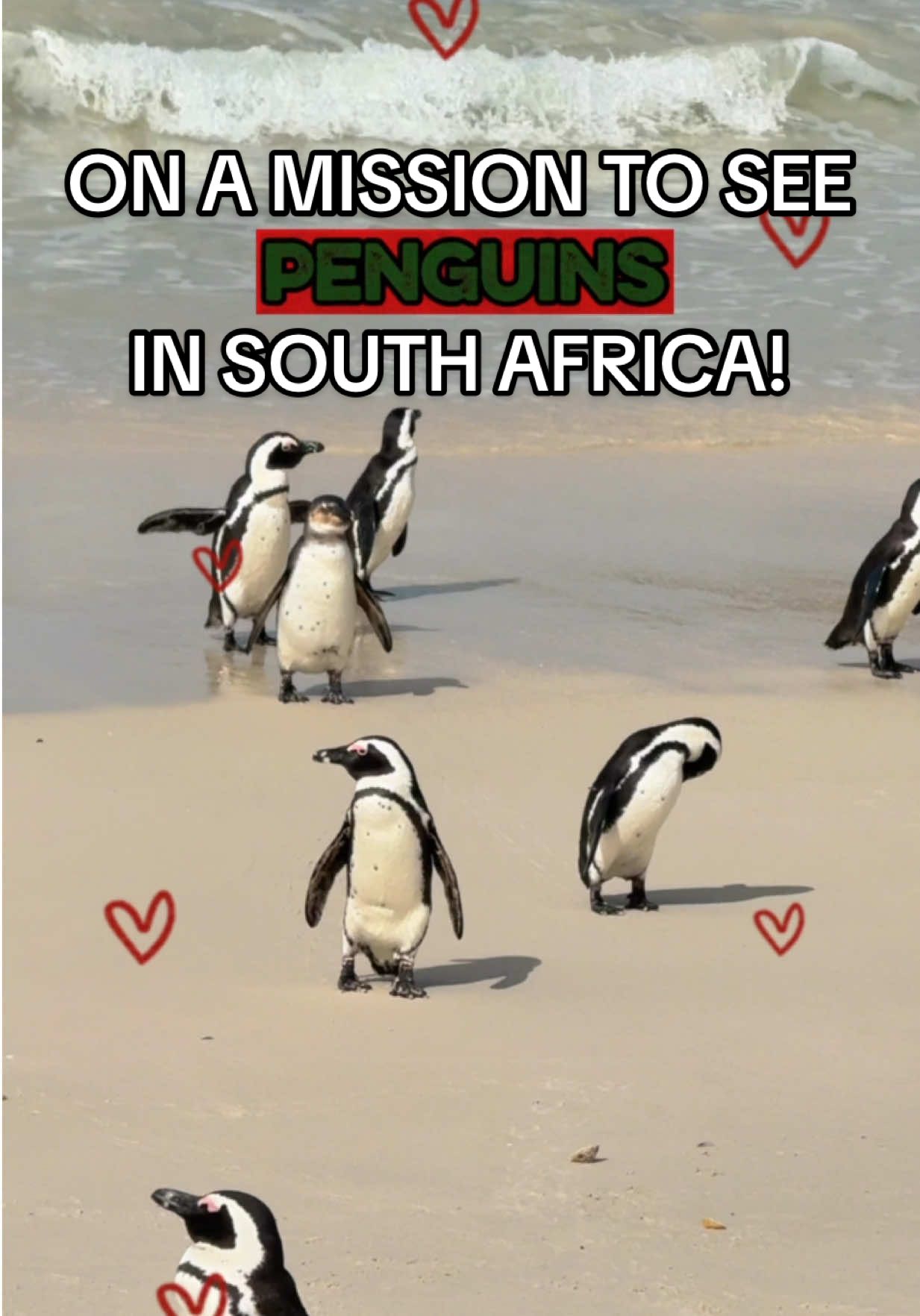 On a mission to see penguins in South Africa… and the most southwestern tip of the continent! 🫡 [hosted] On our day trip out of Cape Town on my @EF Ultimate Break adventure, we stopped at Boulder’s Beach, home of the famous penguins 🐧, as well as Cape Point and Cape of Good Hope, the most southwestern point of Africa! 🤯 Send this to a friend you want to go to South Africa with! And you can both save $100 on any EF Ultimate Break tour with code Haley100 😘 #thisisultimate #efultimatebreak #southafrica #capetown