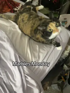 #cats #catsoftiktok #tortie #calico #chattycat 