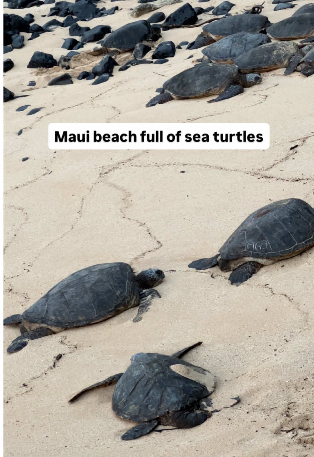 When Maui’s beach comes with built-in wildlife magic 🌊🐢 🎥 @Marissa Daily | Travel  📍Maui, Hawaii #seaturtles #maui #mauihawaiii🌺🌺 #hawaiitiktok #hawaiilife 