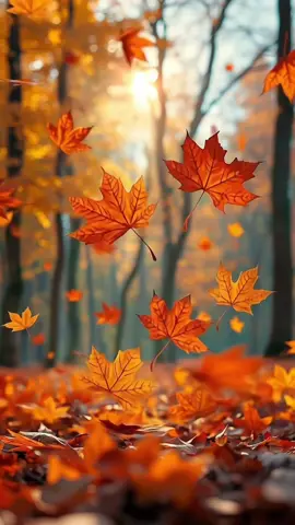 Fall Live Wallpaper #wallpaper #fyp #livewallpaper #4kwallpaper #fall #autumn #fallingleaves 