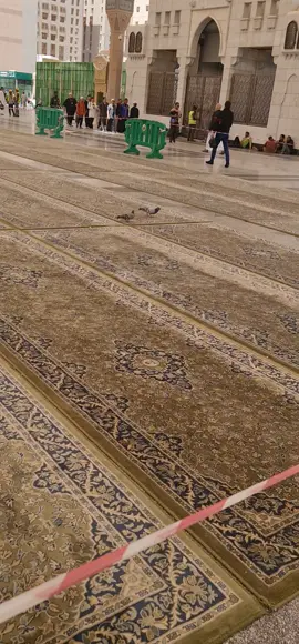 بالکل اس کبوتر کی طرح سچی محبت کرنے والا انسان چاہیے تیسرا کوئی بیچ میں ا بھی جائے تو وہ نگاہ اٹھا کے نہ دیکھے بس پیچھے پیچھے ایک کے ہی چلتا رہے