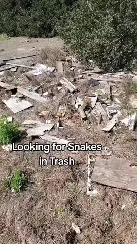 #rattleblade #snake #animals #Outdoors #foryoupage