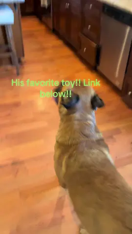 ##dogsoftiktok #dogtoys #happydog #treats #dogtreats @Bravo the super dog!! 