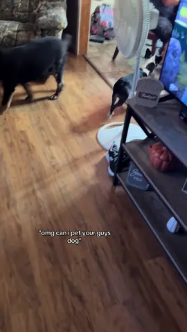 Ollie is a bad dog 