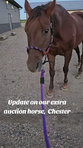 Update on Chester On Saturday, we brought home a kind, willing horse from auction who was clearly in pain. We’ve named him Chester. After exams, x-rays, and many conversations with our vet team, farriers, and caregivers, we’ve made the decision to give Chester time. 🔎 What we know so far: ✨ About 20 years old, in good body weight, with a shiny, healthy coat. ✨ Ringbone in both front legs and an enlarged left hind fetlock. While concerning, those issues appear to be old, stable, and possibly manageable. ✨ Secondary founder with minor rotation, brought on by the selenium toxicity, also manageable ✨ The most pressing issue right now is selenium toxicity, which causes severe acute pain. Thankfully, he is already showing signs of recovery, and our vet has treated many similar cases. Because the selenium toxicity is so painful, we can’t yet tell how much his underlying issues truly affect his comfort. 💡 Our decision: We want to be very clear: for the vast majority of people, euthanasia would be the best and most appropriate option. Chester’s case is not the norm. The only reason we are giving him time is because our facility, resources, and experience allow us to manage his acute pain responsibly and see if recovery is possible, and that decision has been supported by the vets and farriers we have consulted. We’ve set a two-month goalpost. If he improves and stabilizes, Chester could go on to enjoy life either in a light riding home with maintenance or here as a Bug Club horse (especially as we are likely losing several seniors this fall). If his pain remains too great, we will let him go peacefully, surrounded by the people he has learned to trust. 🏥 Pain management boundaries & current plan: Right now, Chester’s acute pain from selenium toxicity is being managed with high levels of medication — up to 4 grams of Bute daily. This is not sustainable long term, but it’s appropriate for short-term recovery while his body heals. To support him during this phase, we are also adding biotin for hoof growth and gut support to minimize the risks of high-dose Bute. For the future, our long-term care boundaries are clear: we are comfortable with supportive management such as joint supplements, Buteless, or Equioxx, and up to 1 gram of Bute daily. Anything more than that moves a horse into hospice care, and euthanasia will be on the table long before other complications set in. 🤝 Our philosophy: We know these choices are controversial in rescue. That’s why we use our founder’s No Wrong Answer™ methodology—a framework that recognizes every horse, every facility, and every decision is different. When there is no single “right” answer, we trust the hands-on team closest to the horse and extend grace to others making different choices. For Chester, we choose time. ❤️ What this means for you: Because of your support—your donations, comments, shares, and encouragement—we can give horses like Chester the chance to recover, to be cared for, and, if needed, to have a peaceful ending. Thank you for making that possible. Stay tuned for updates—Chester comes home from the vet tomorrow. If you'd like to continue to help support his care for the next two months, donations can be made at http://gentlespirithorses.org/donate or Venmo @gentlespirithorses (phone 1811) or by mail at 29571 419th Ave, Scotland, SD 57059