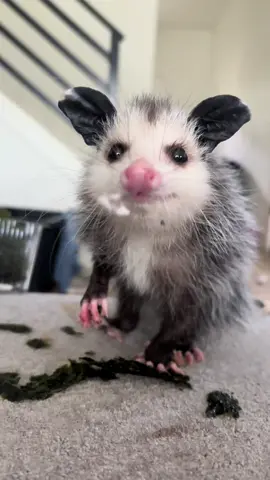 Oh my 