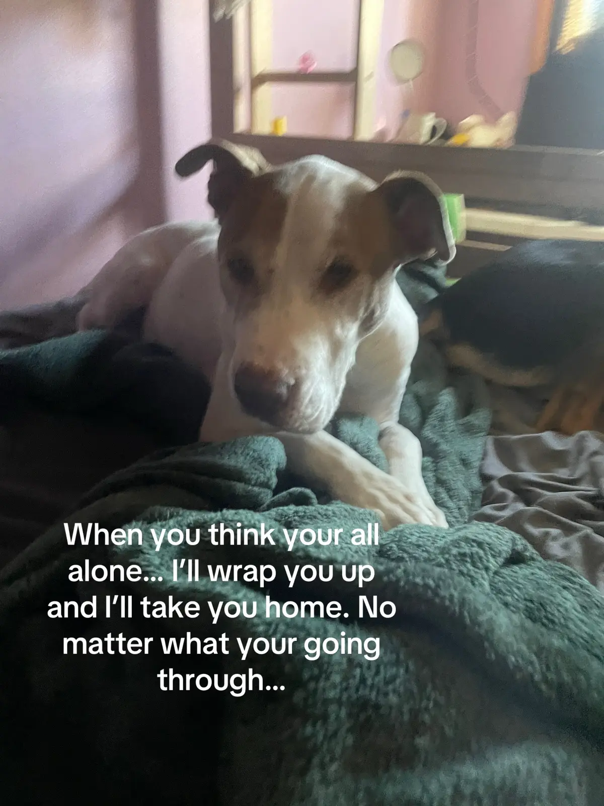 I miss you my boy and I just can’t help but think what if it’s you!!!! Is recantation real?!?! This puppy is as old as many months that u passed I really wish I could get him😭 but if it is you I miss you and wish I could!!!! I hope  have the best life you deserve handsome! #fyp #recarnation 