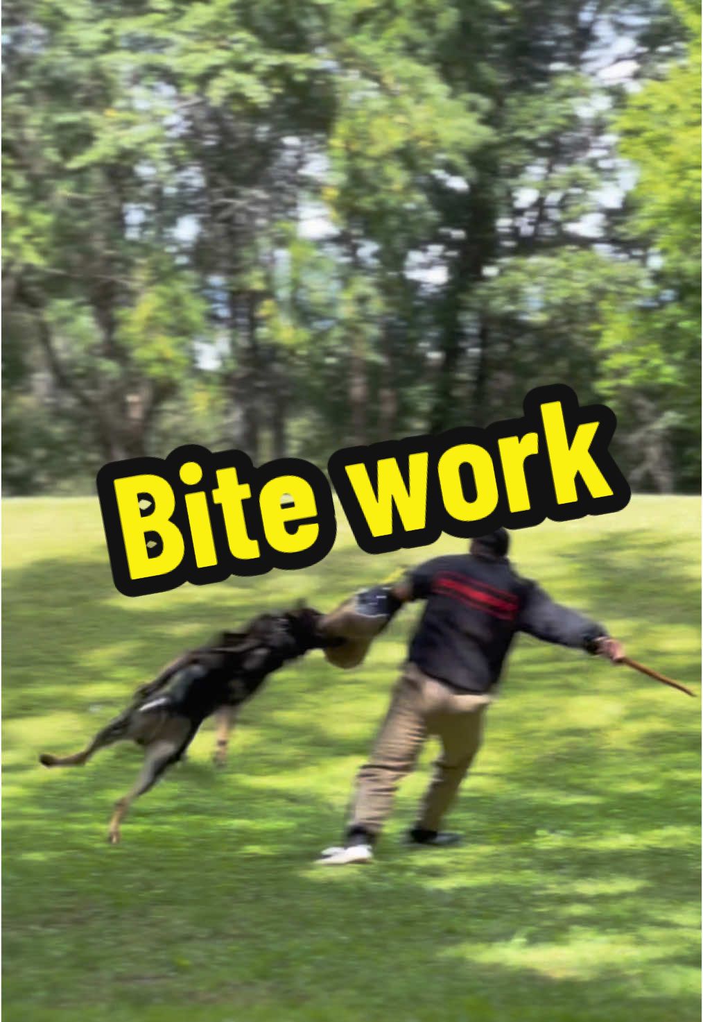 Beast mode #DogTraining #smushedfacecrew #fypシ #foryou #dogtraining #biteworktraining #schutzhund #foryourpage #dogsoftiktok 