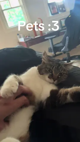 Kitty chilling :3 #cat #kitty 