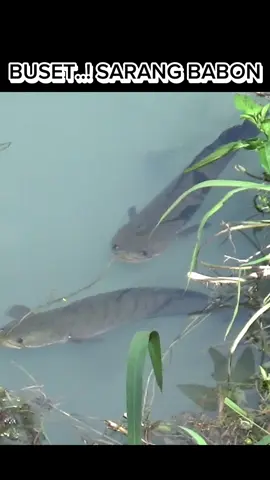 Rejeki nomplok nemu sarang ikan gabus #ulumzaenal  #ikangabus #fypシ゚ 