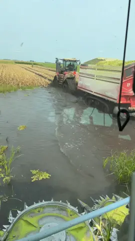 Silage harvest 2025 has been a ride… #foryoupage #fieldwork #farmtok #corn #silage 