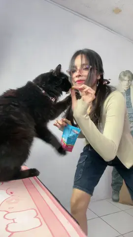 Los gatitos de este video fueron alimentados y se fueron panzones #gato #streamer #gataonly #trend #mascota