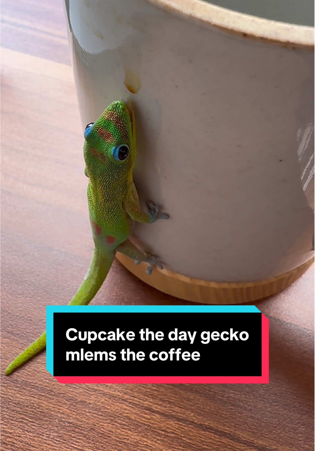 Cupcake the day gecko mlems the coffee